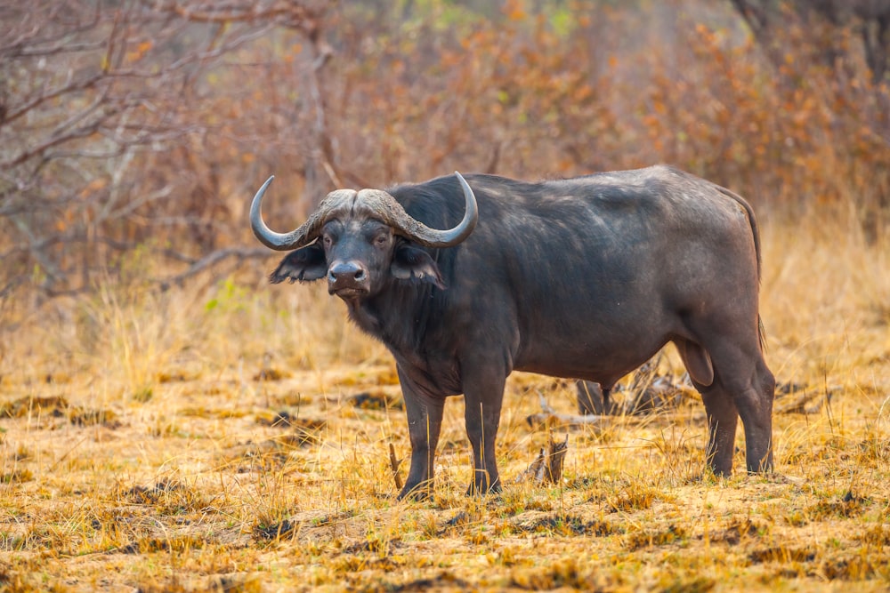 Bufalo d'acqua nera sul campo di erba marrone durante il giorno