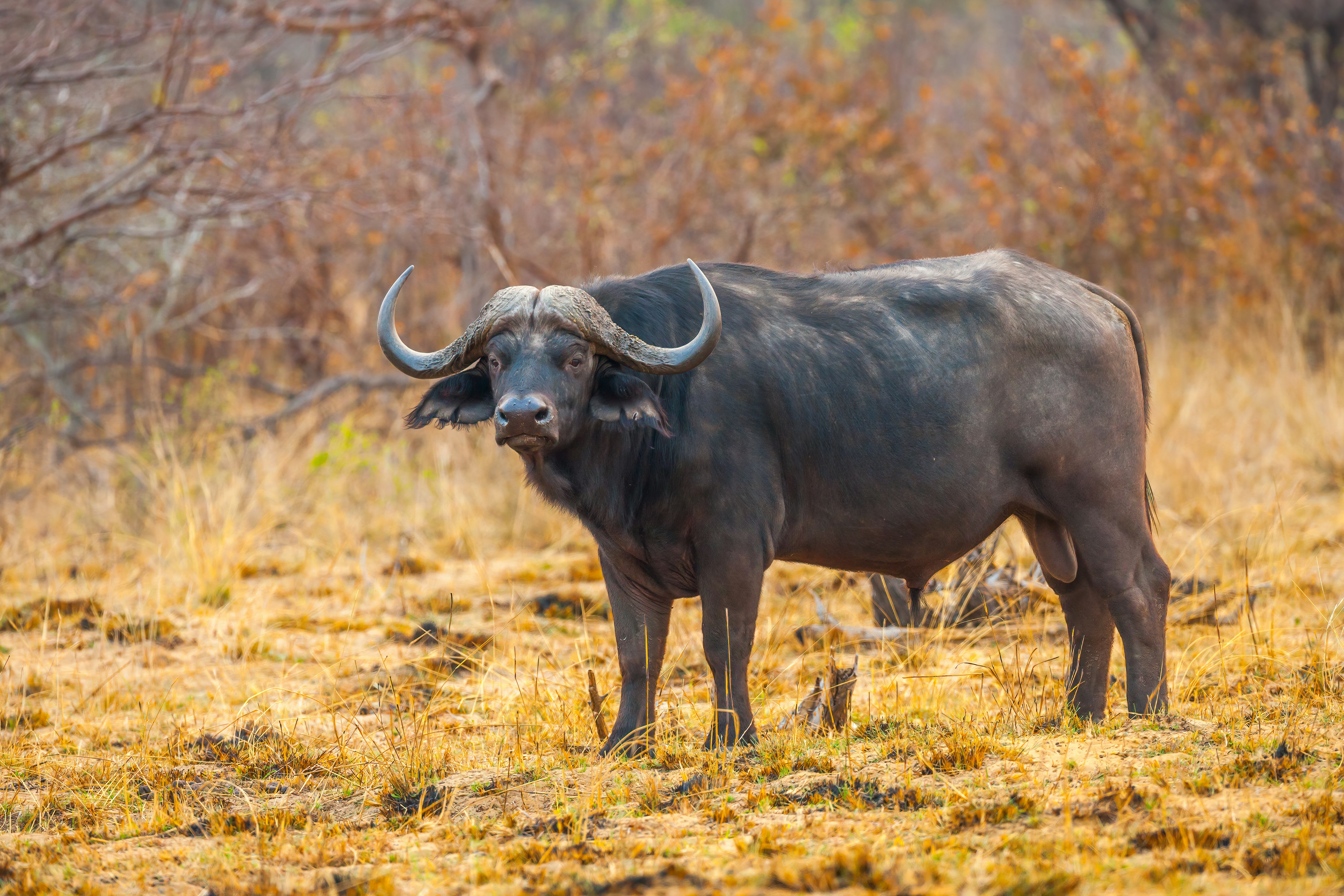 Cape Buffalo (Syncerus caffer) 