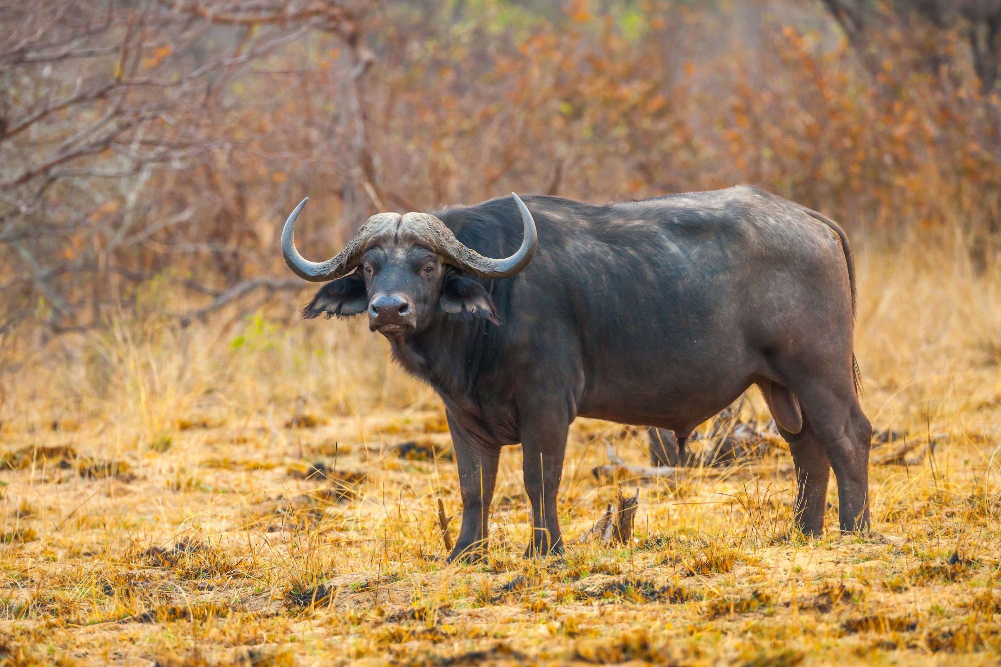 Buffalo Culture & Traditions Travel Guide