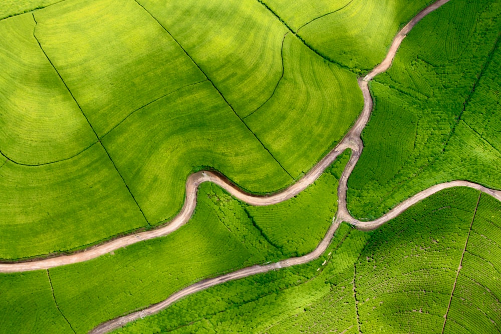 green and white leaf plant