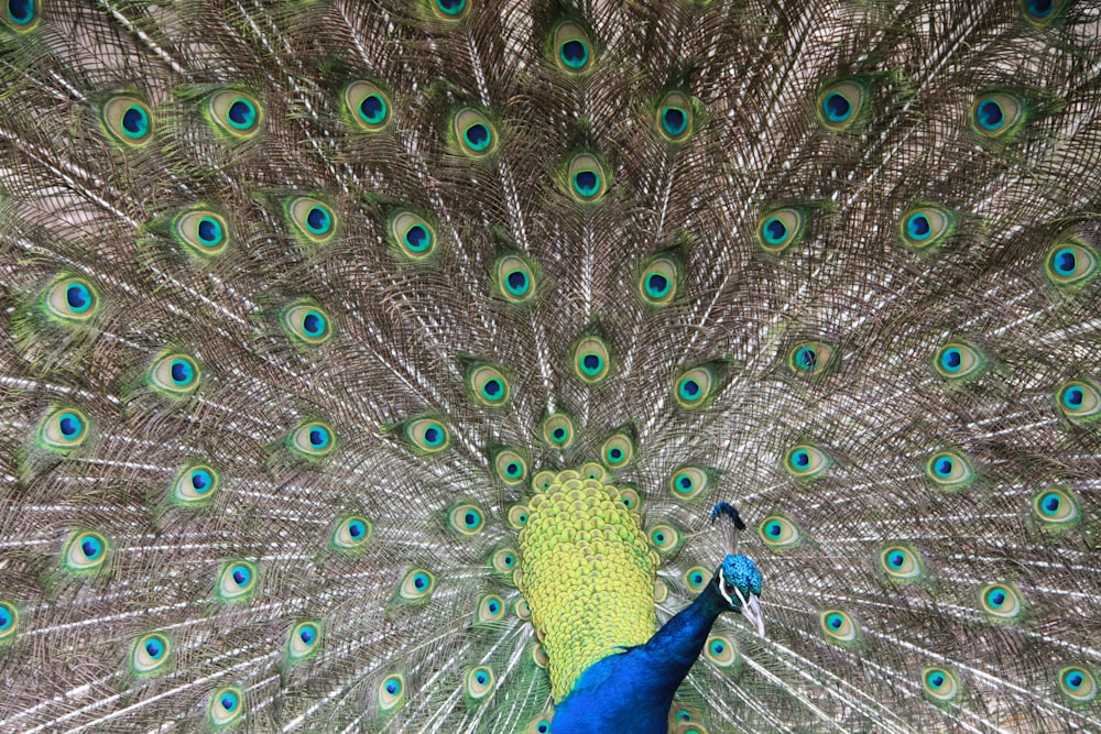 blue peacock in close up photography