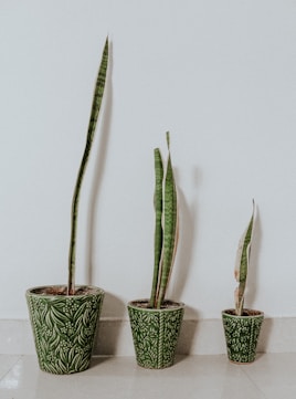 green cactus in blue and white floral ceramic pot