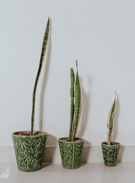 green cactus in blue and white floral ceramic pot