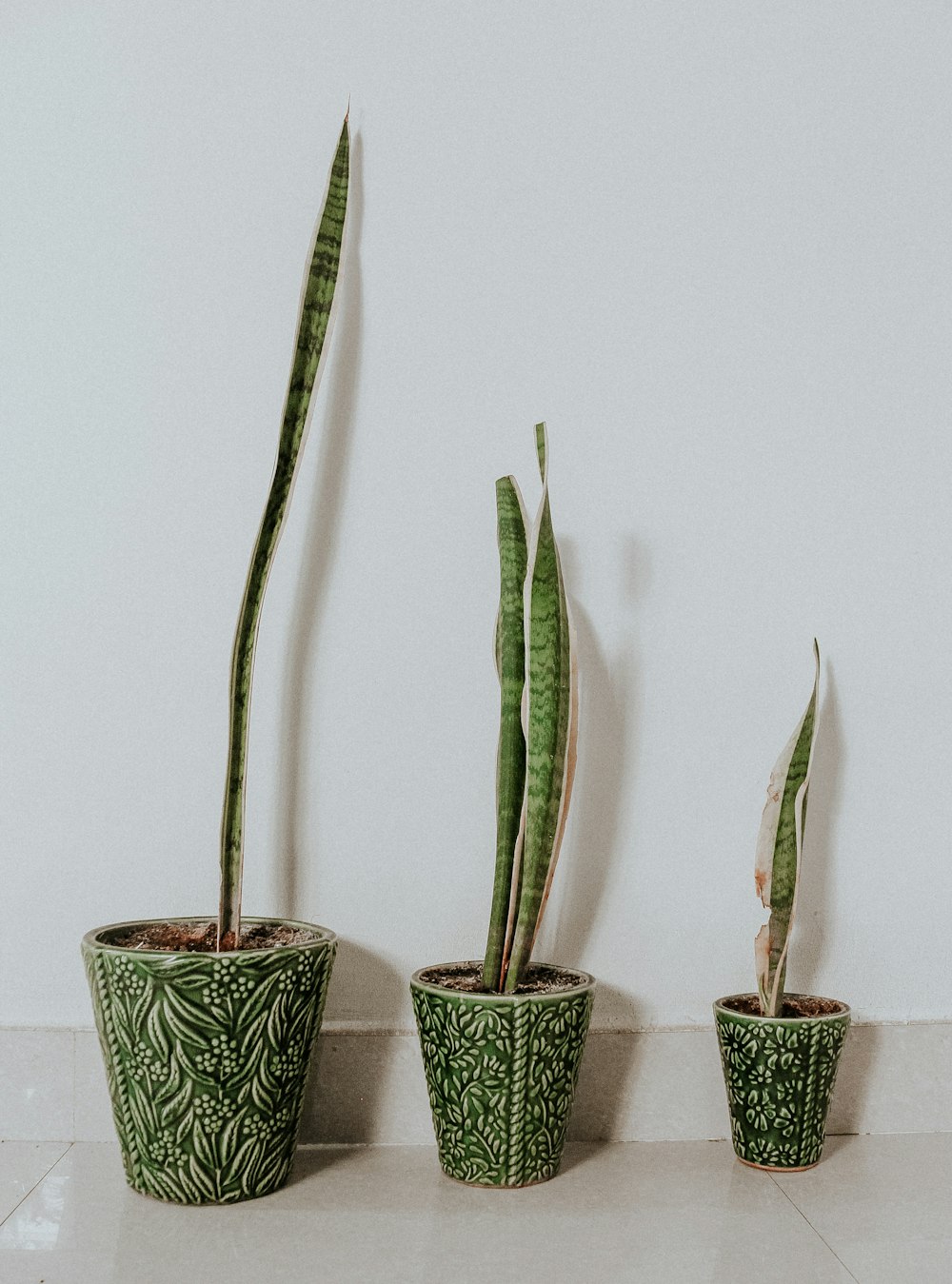 green cactus in blue and white floral ceramic pot