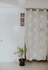 green plant beside white and gray floral curtain