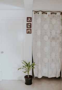 green plant beside white and gray floral curtain