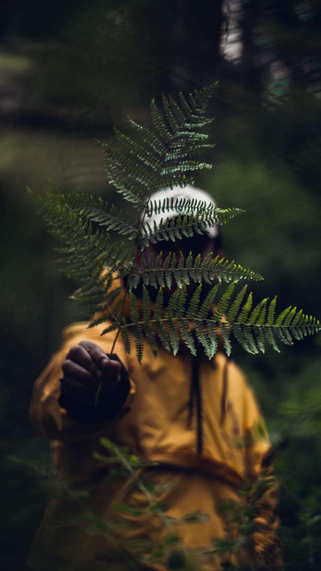 person holding green fern plant