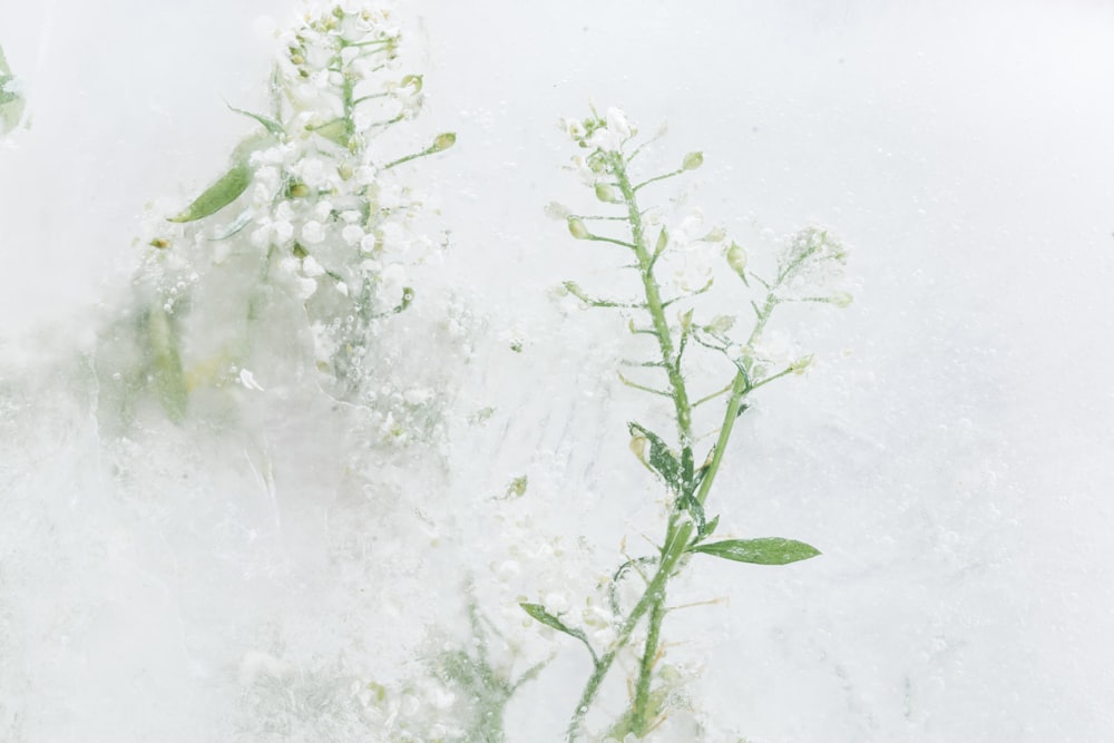 green plant on white snow