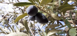 Ripening black olives hang from the branches of an olive tree amidst elongated green leaves, basking in the sunlight.
