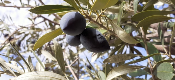 Ripening black olives hang from the branches of an olive tree amidst elongated green leaves, basking in the sunlight.