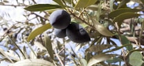 Ripening black olives hang from the branches of an olive tree amidst elongated green leaves, basking in the sunlight.