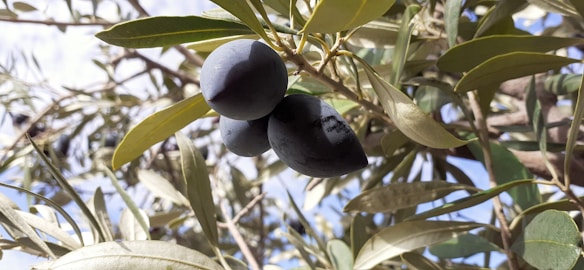 Ripening black olives hang from the branches of an olive tree amidst elongated green leaves, basking in the sunlight.