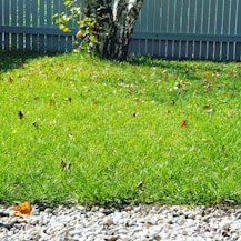 A newly laid vibrant green lawn bordered by young shrubs and a wooden fence.