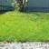 A vibrant green lawn with scattered fallen leaves, bordered by a row of smooth white and gray pebbles. A tree with a textured bark and some small branches with leaves is visible in the background. A wooden fence painted in pale gray stands behind the tree.