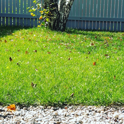 A vibrant green lawn with scattered fallen leaves, bordered by a row of smooth white and gray pebbles. A tree with a textured bark and some small branches with leaves is visible in the background. A wooden fence painted in pale gray stands behind the tree.