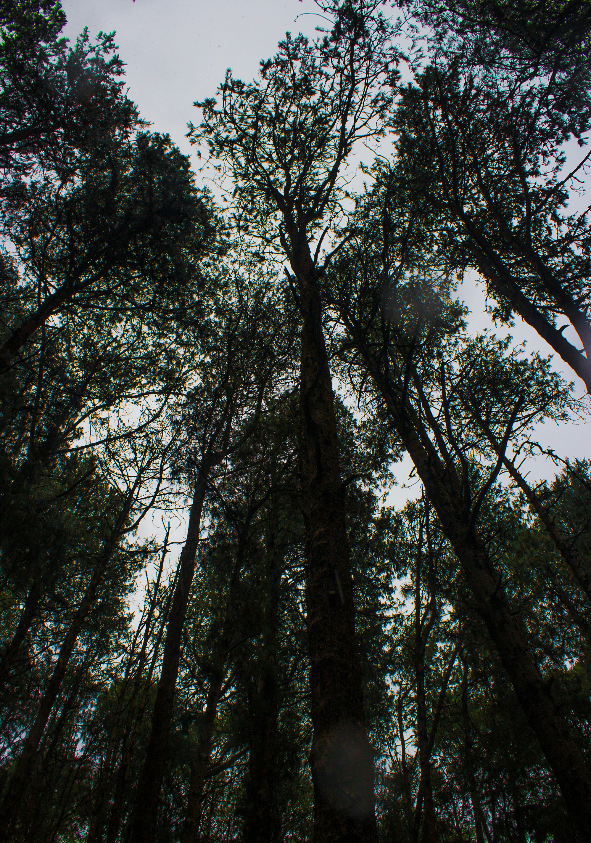 green trees under blue sky during daytime