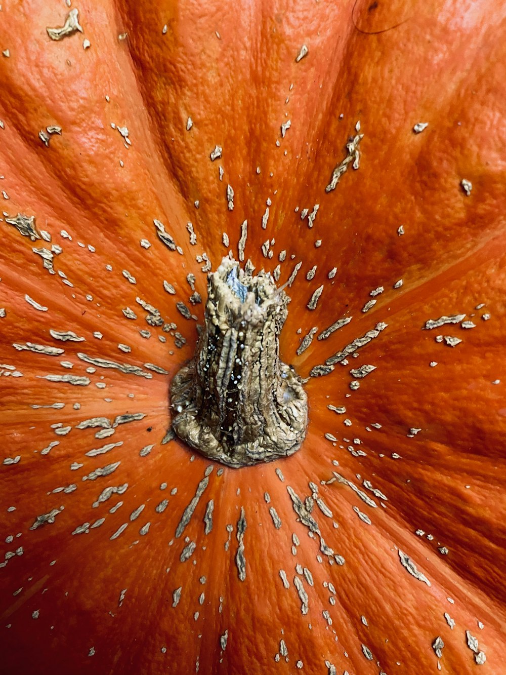 water drop on orange leaf