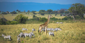 zebra on brown grass field during daytime