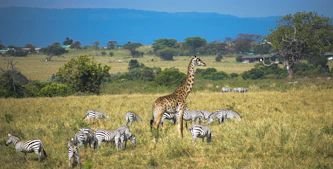 zebra on brown grass field during daytime
