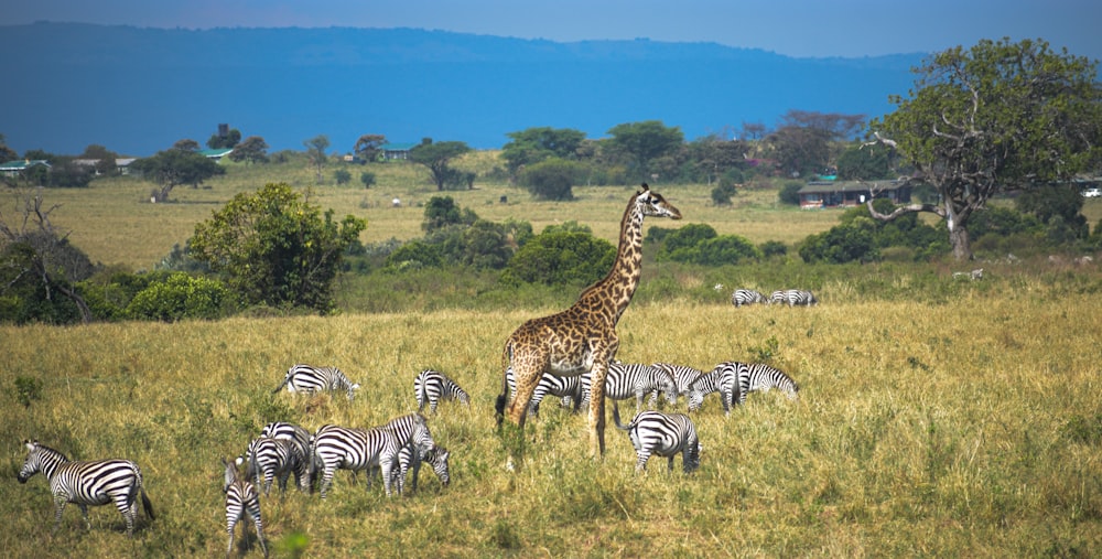 zebra on brown grass field during daytime