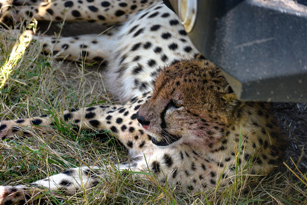 brown and black cheetah lying on green grass during daytime