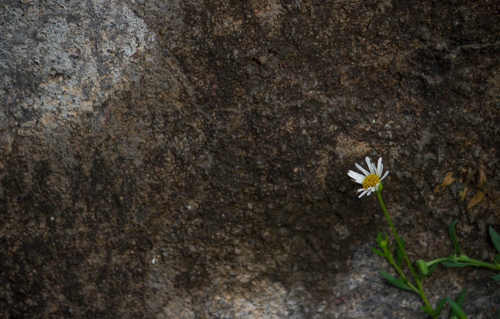 white daisy on brown and black marble table