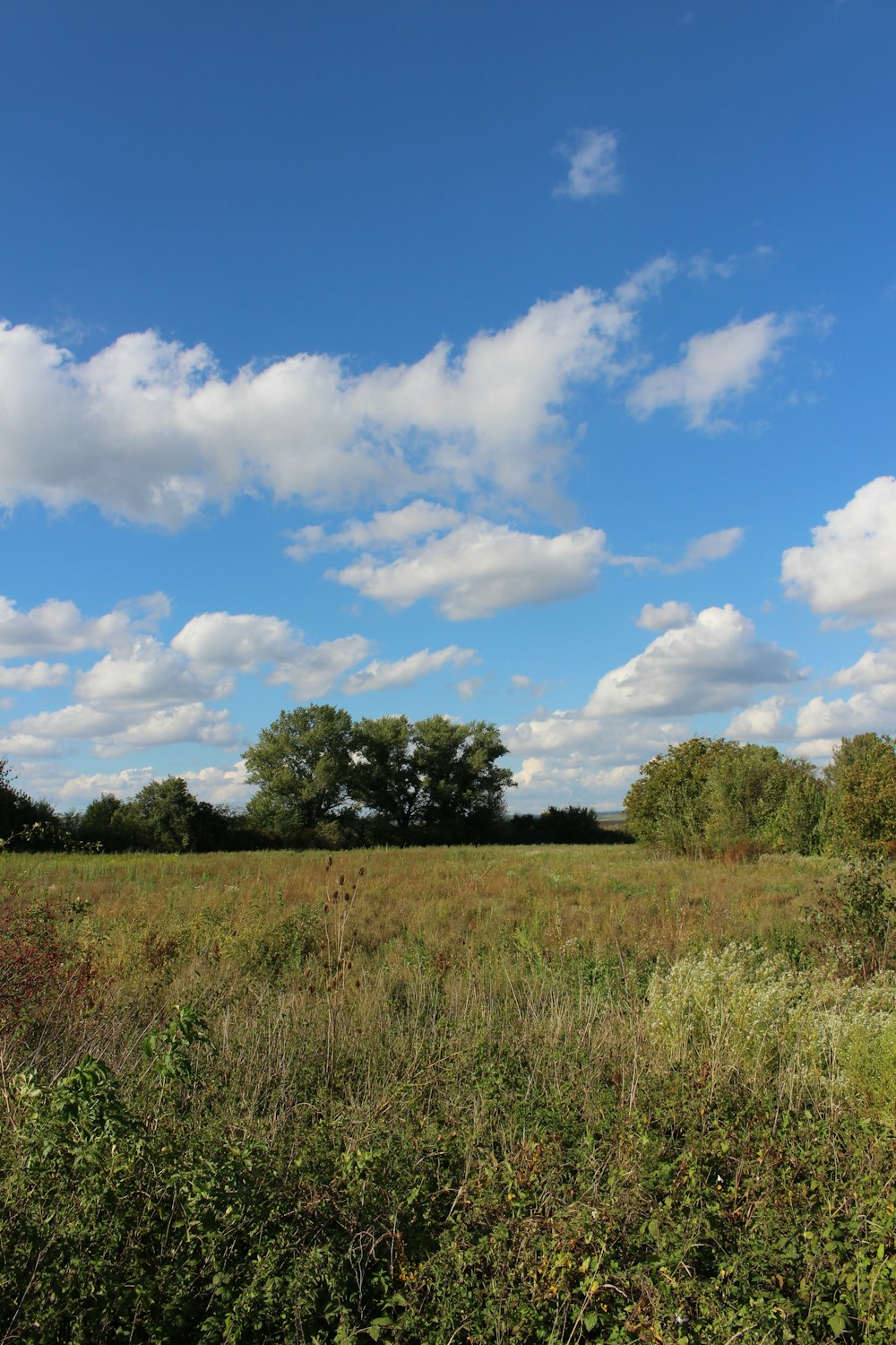 green grass field under blue sky and white clouds during daytime