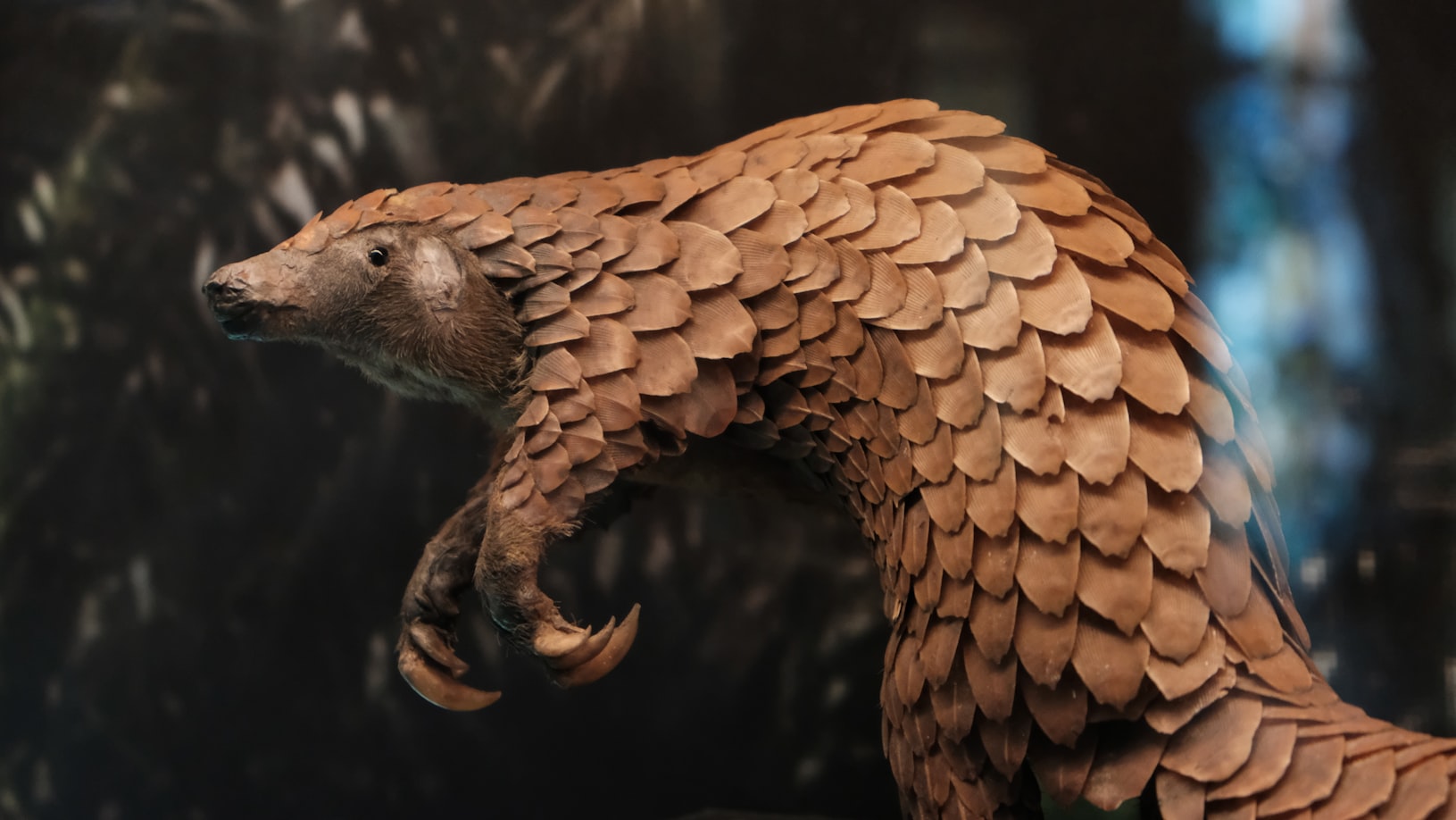 The Pangolin: The most trafficked mammal