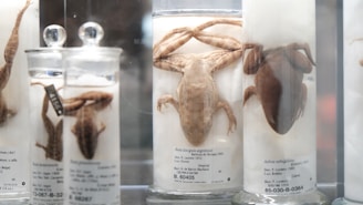 Robotic amphibian models resembling frogs displayed on a lab table