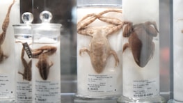 Several preserved frogs are displayed in jars filled with a clear fluid. Each jar contains a single frog, positioned with limbs splayed. The specimens are labeled with scientific information about their species and origin.