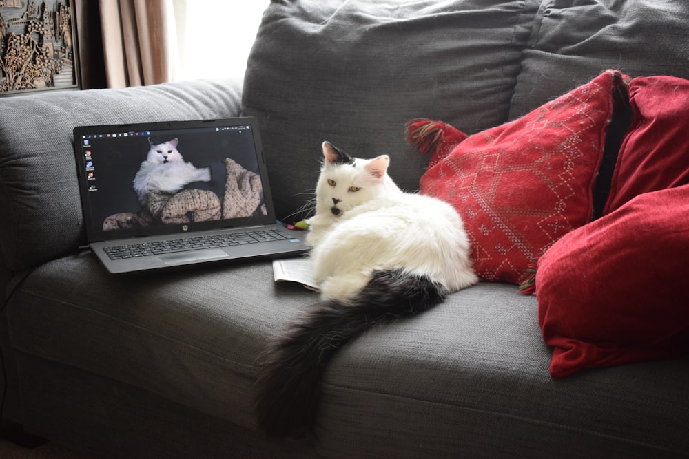 white cat lying on black leather couch