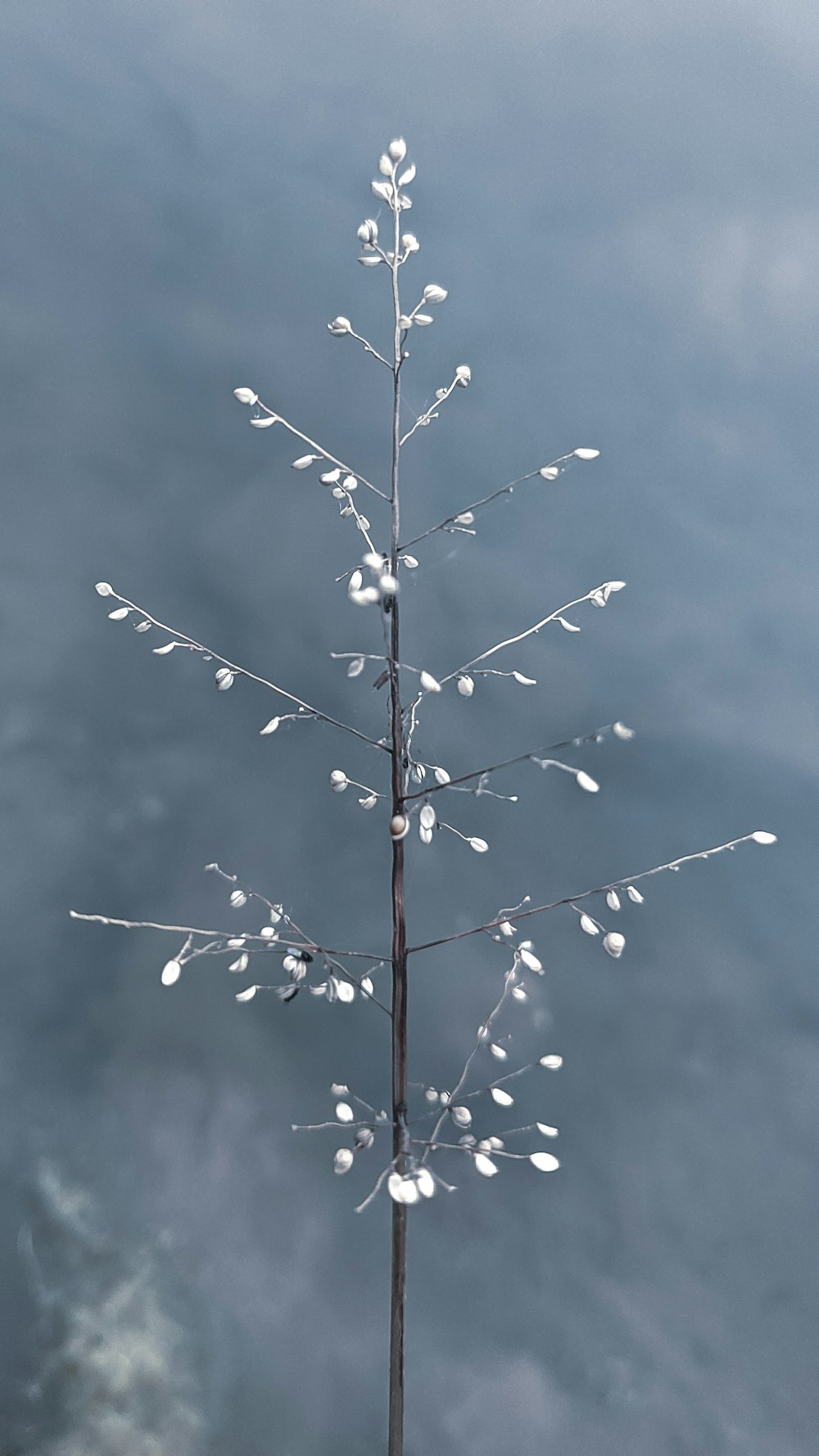 black tree branch with snow