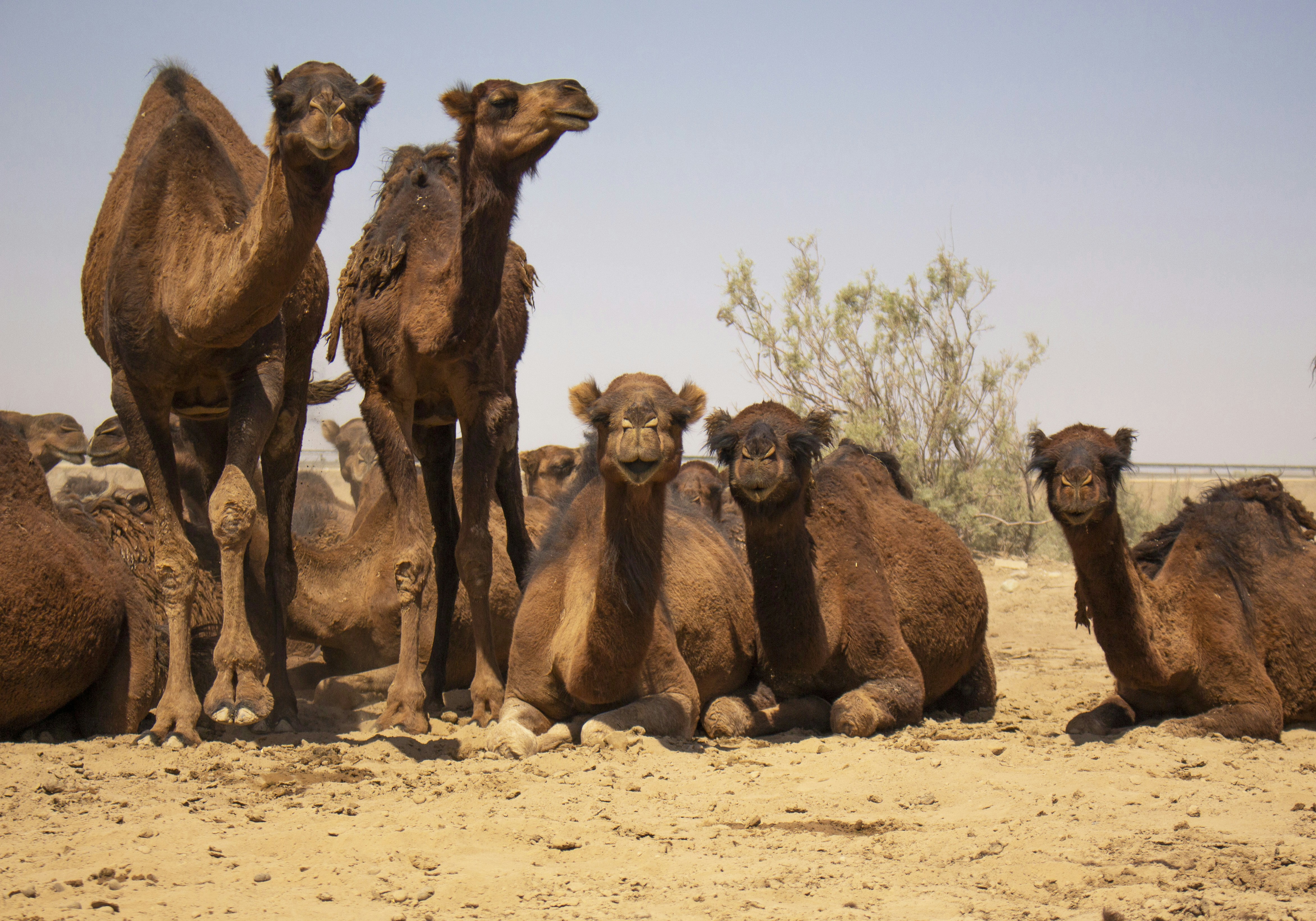 The Surprising Depth of Camel Friendships (image credits: unsplash)