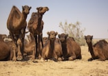 brown camels on brown sand during daytime