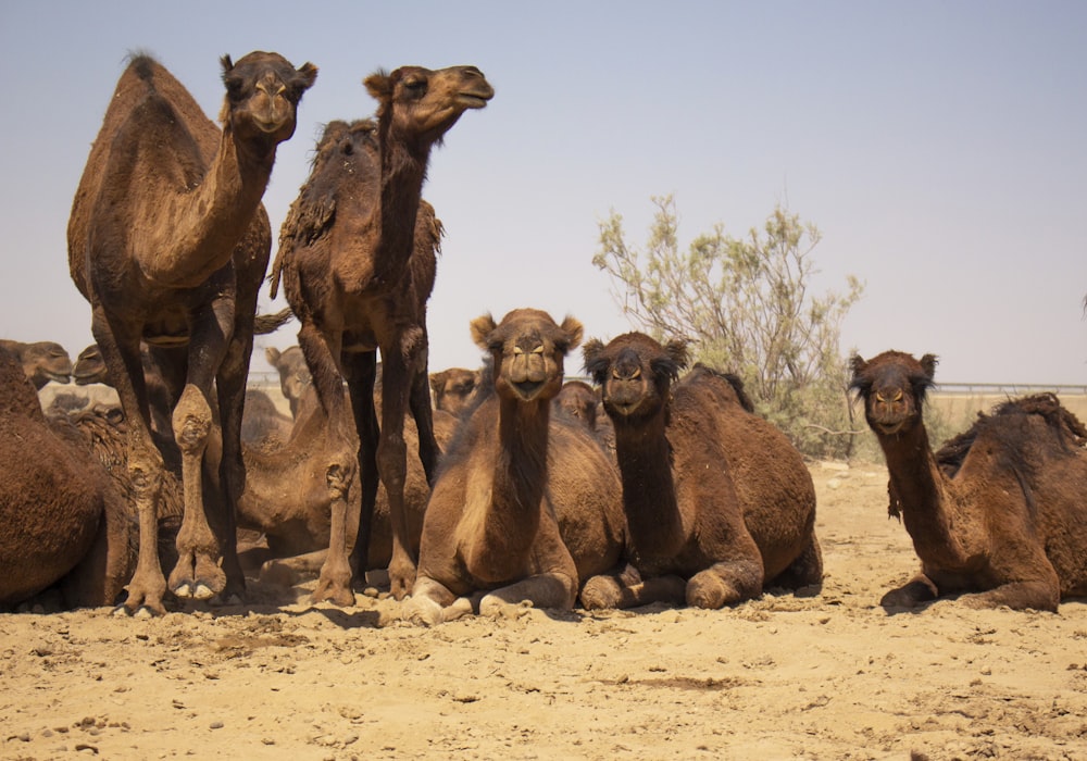 brown camels on brown sand during daytime