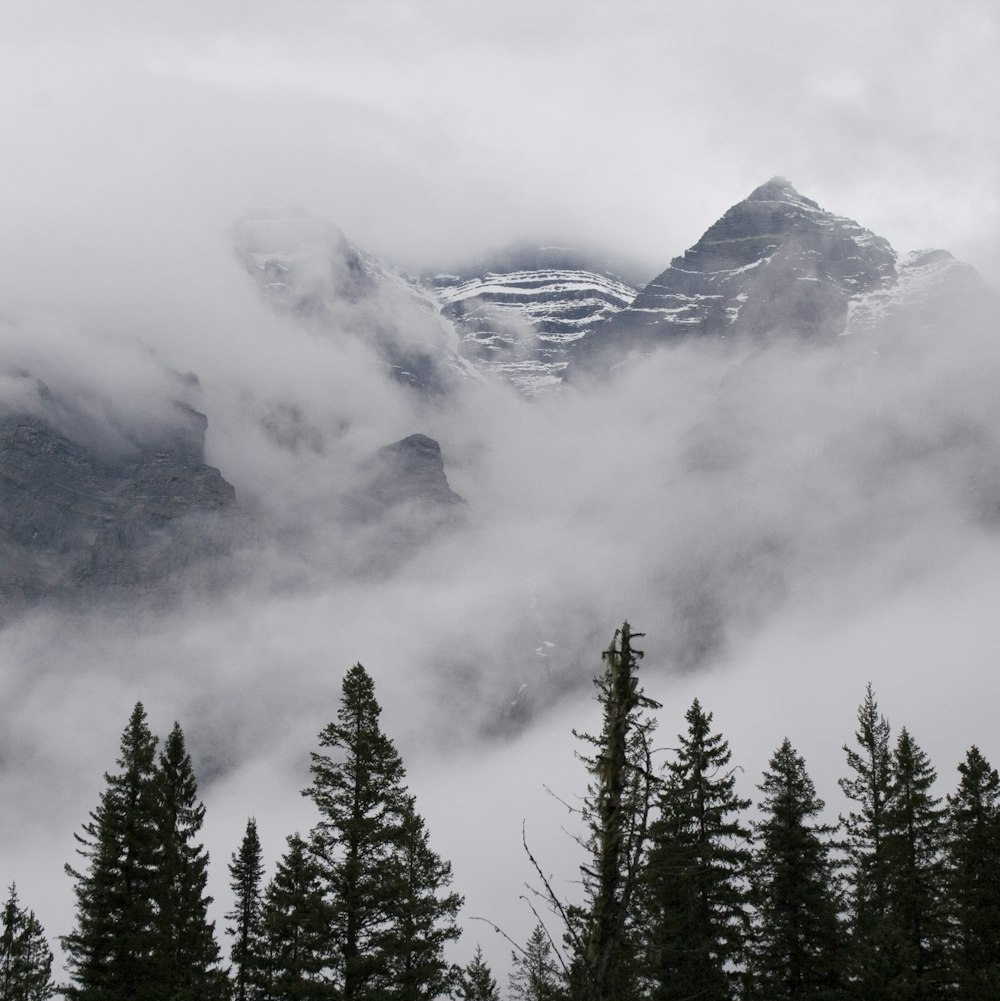 green pine trees on mountain under white clouds during daytime