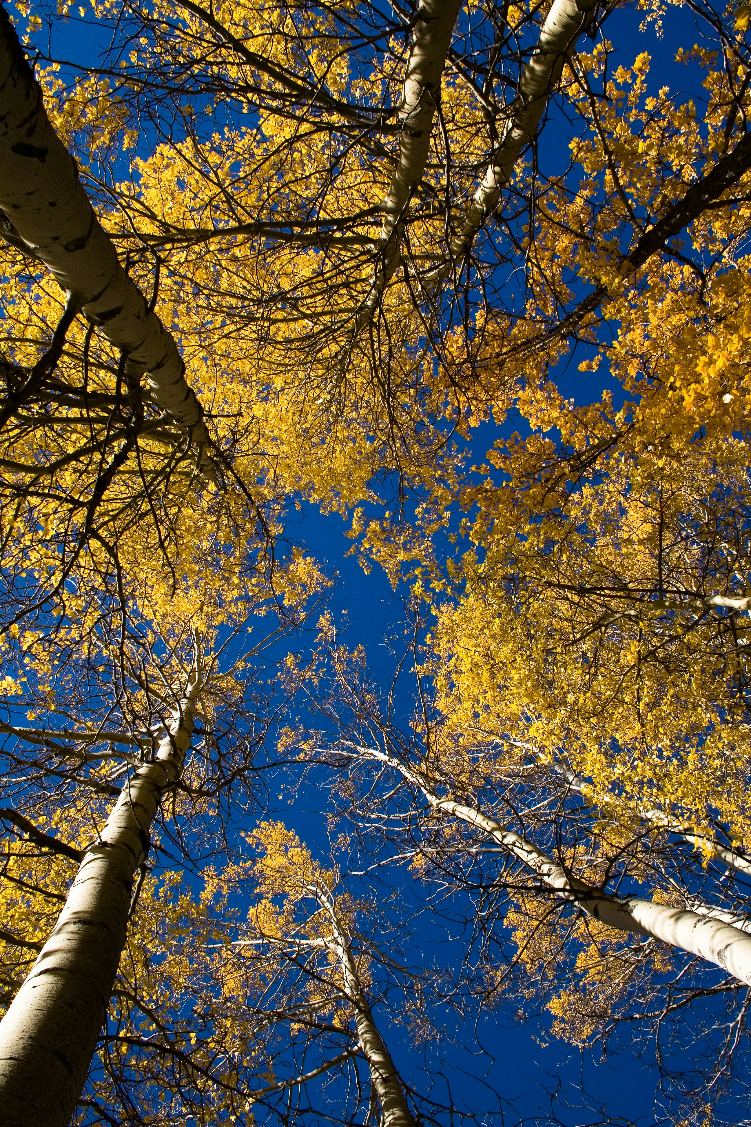 Photo by bakerbongos