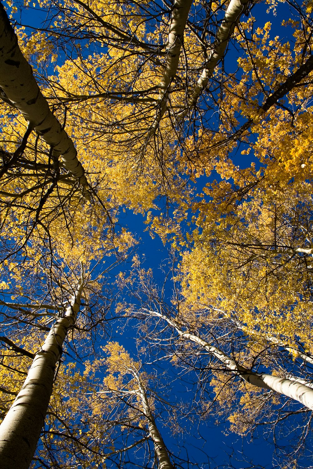 low angle photography of yellow leaf trees under blue sky during daytime