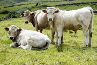 white cow on green grass field during daytime