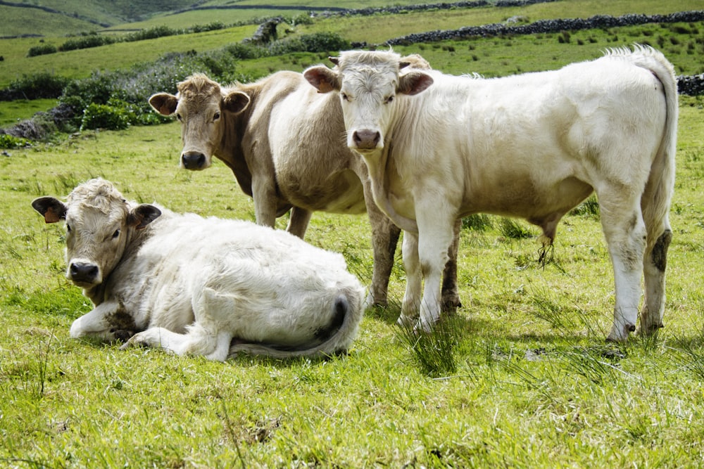 white cow on green grass field during daytime