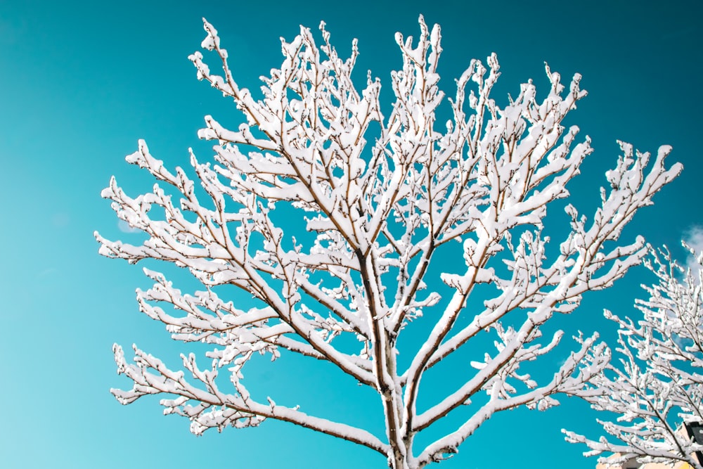 brown bare tree under blue sky during daytime