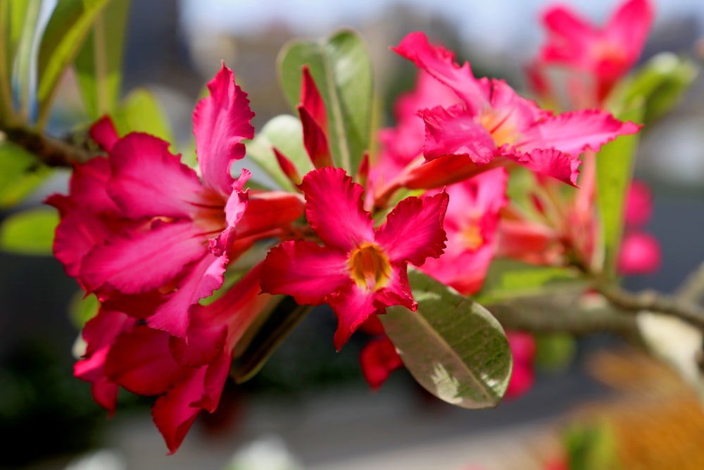 pink flower in tilt shift lens