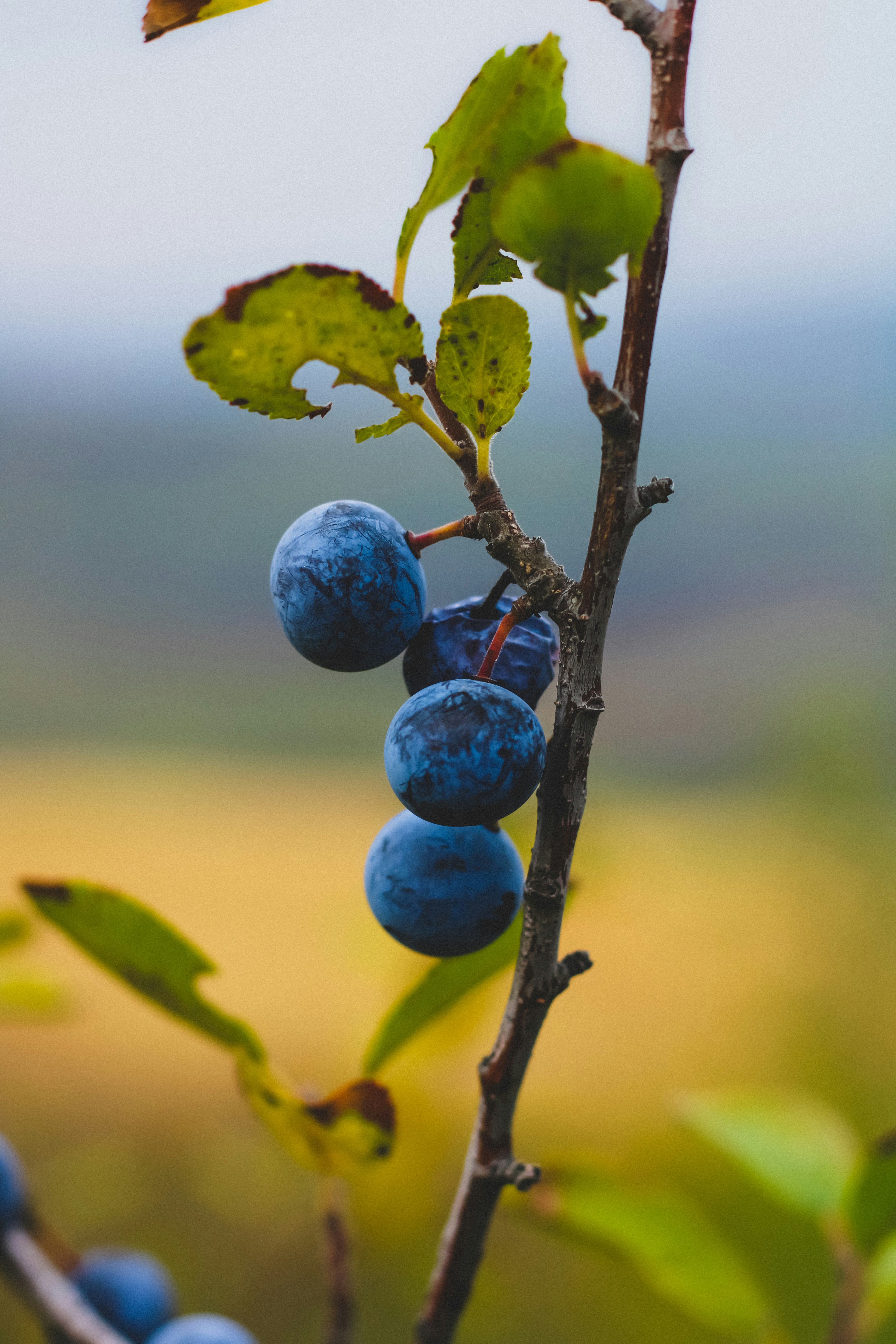 Photo by imodeveloperlab