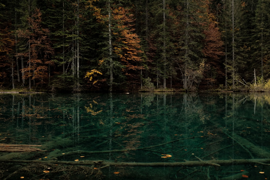 green trees beside body of water during daytime