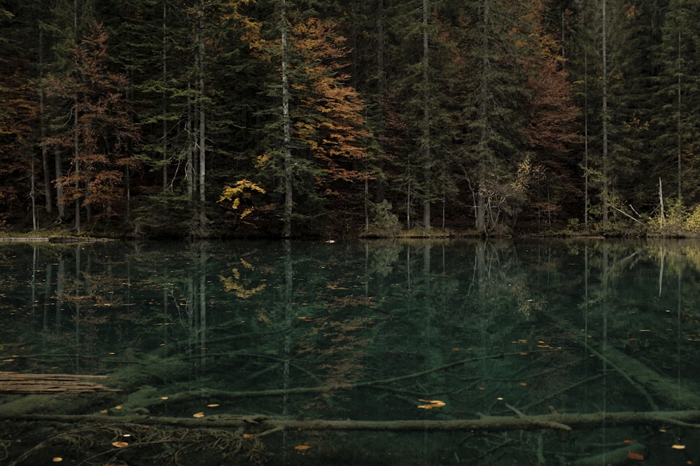 green trees beside body of water during daytime