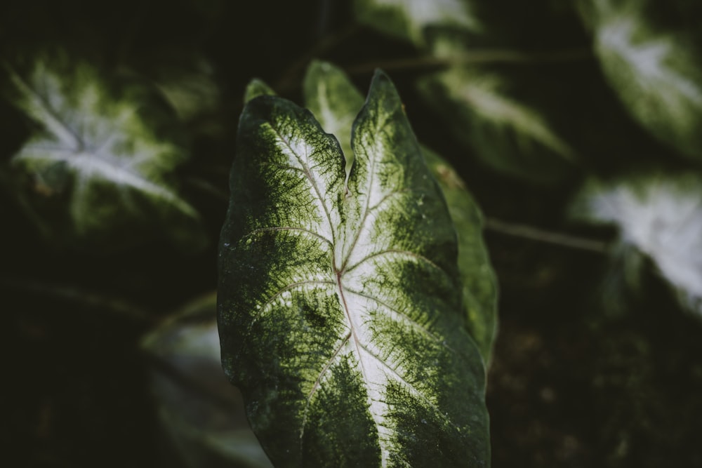 green leaf with water droplets