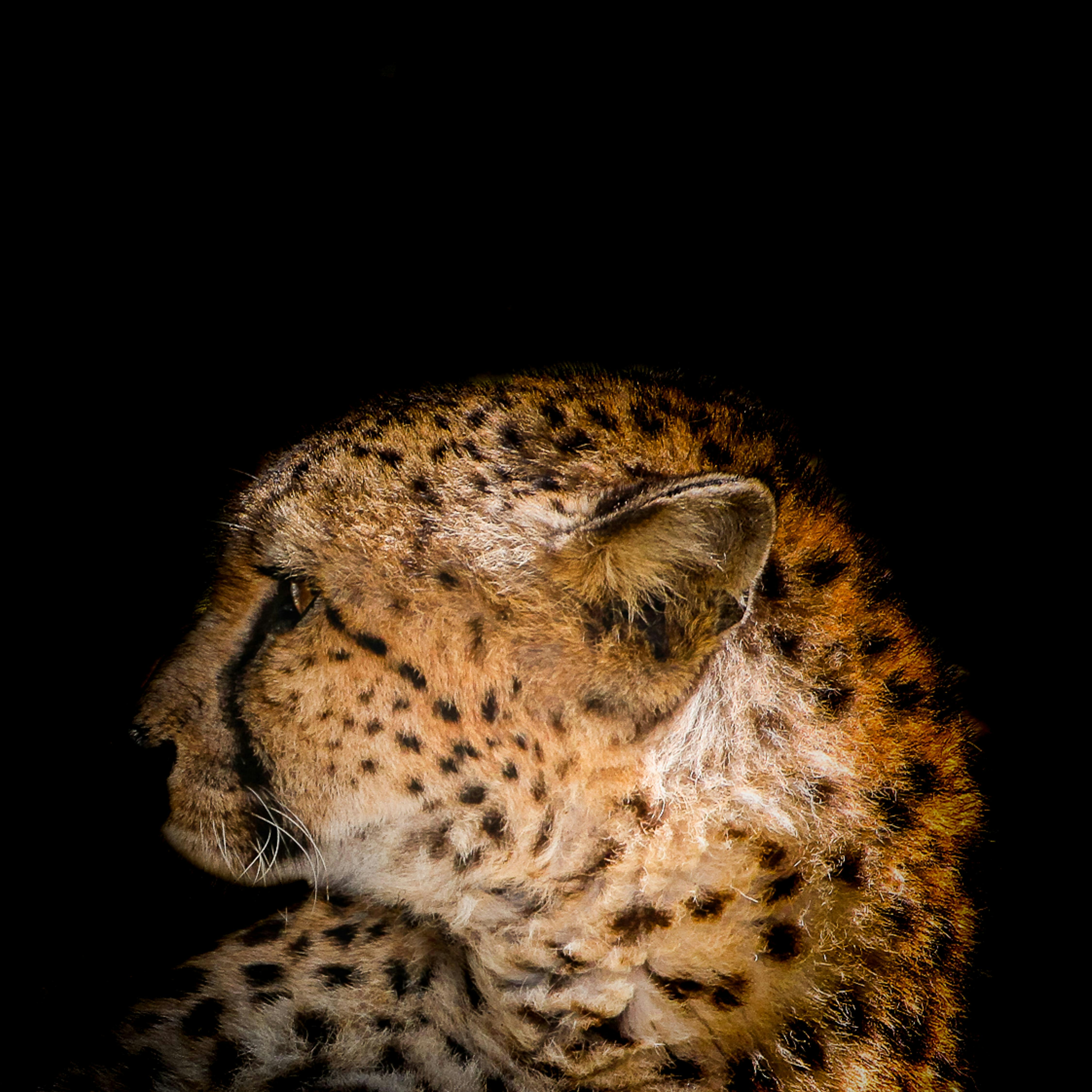 Cheetah Eyes Reflecting Stars (image credits: unsplash)
