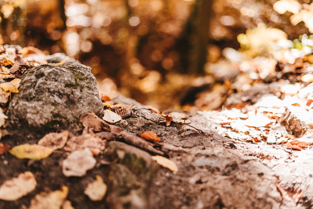 brown dried leaves on ground