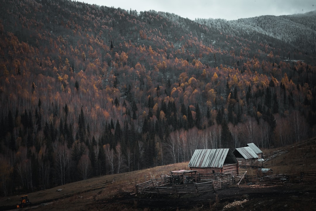 brown wooden house on brown wooden log