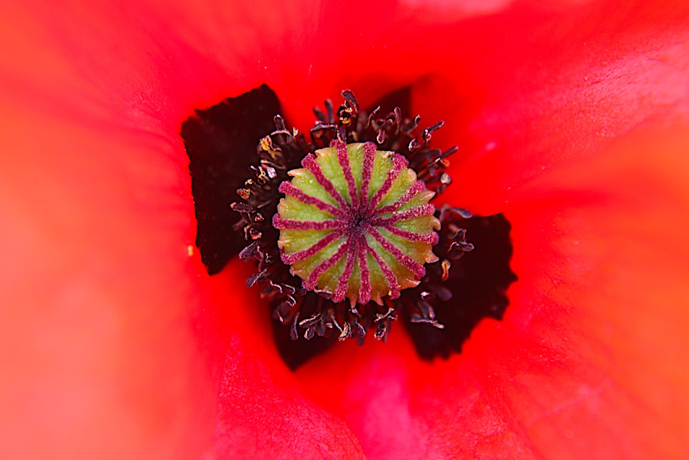 black and green flower on red textile